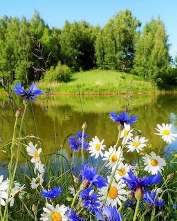 Wildflowers by Pond