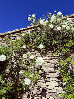 White Roses on Stone Wall