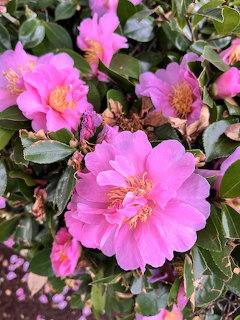 Several bright pink camellia flowers bloming among dark green leaves with buds