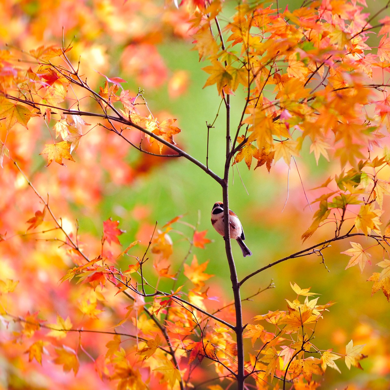 Sparrow sitting on branch with colorful fall foliage
