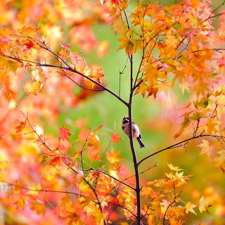 Sparrow on Autumn Branch