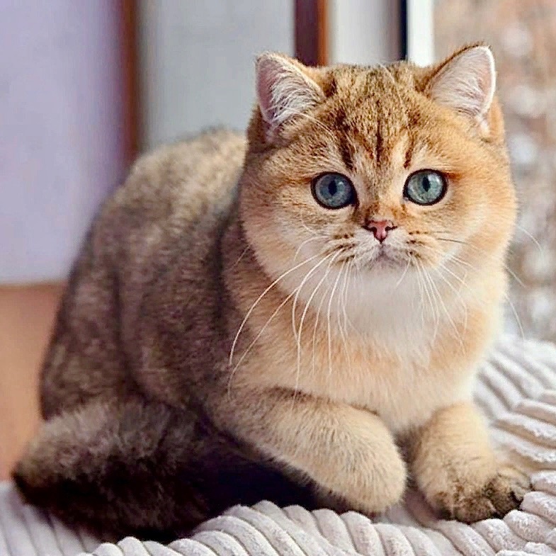 Golden British Shorthair cat with blue eyes sitting on striped blanket indoors