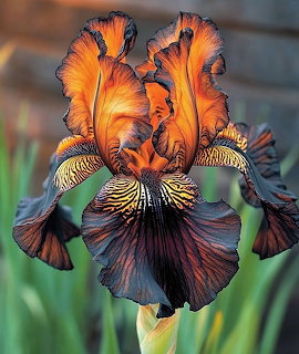 Close-up of a flaming iris flower with ruffled orange and dark purple-black petals in a garden