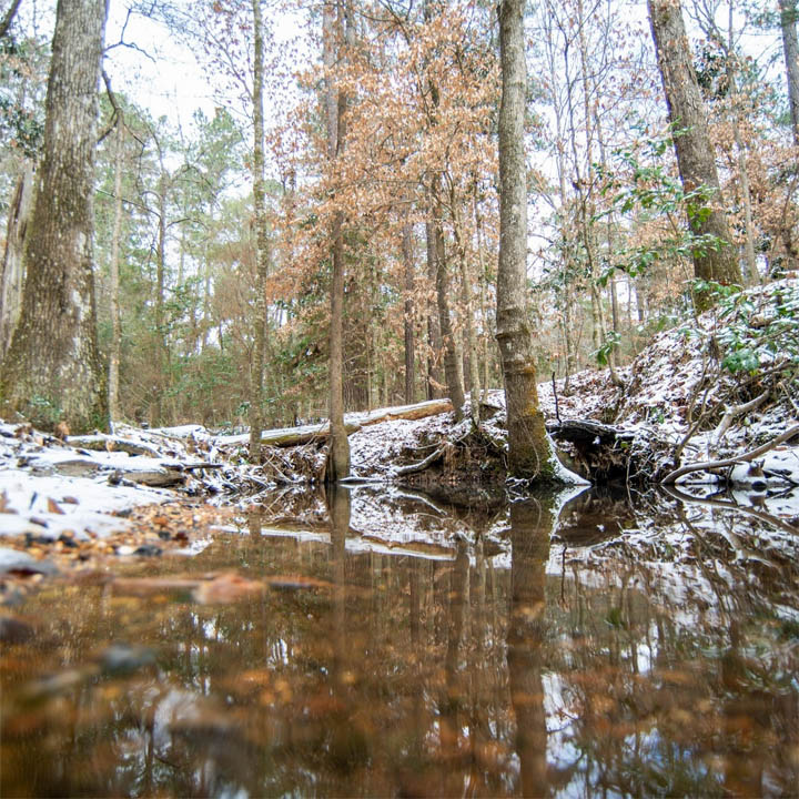Snowy Forest Creek