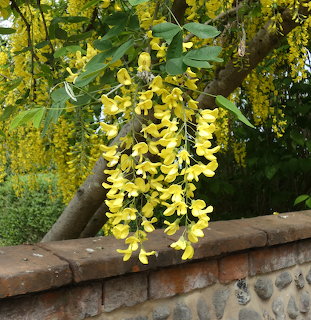 Yellow laburnum flower clusters hanging from tree branches above a stone wall