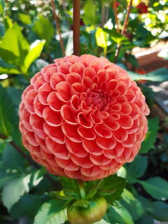 Spherical coral-pink dahlia flower with symmetrical petals in a garden
