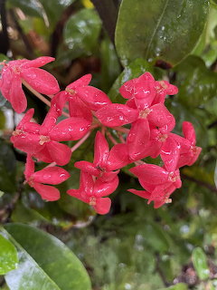 Cluster of red Scarlet Jungleflame flowers with raindrops on petals among green leaves