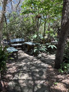 Shaded garden patio with benches, a table, trees, and dense green plants