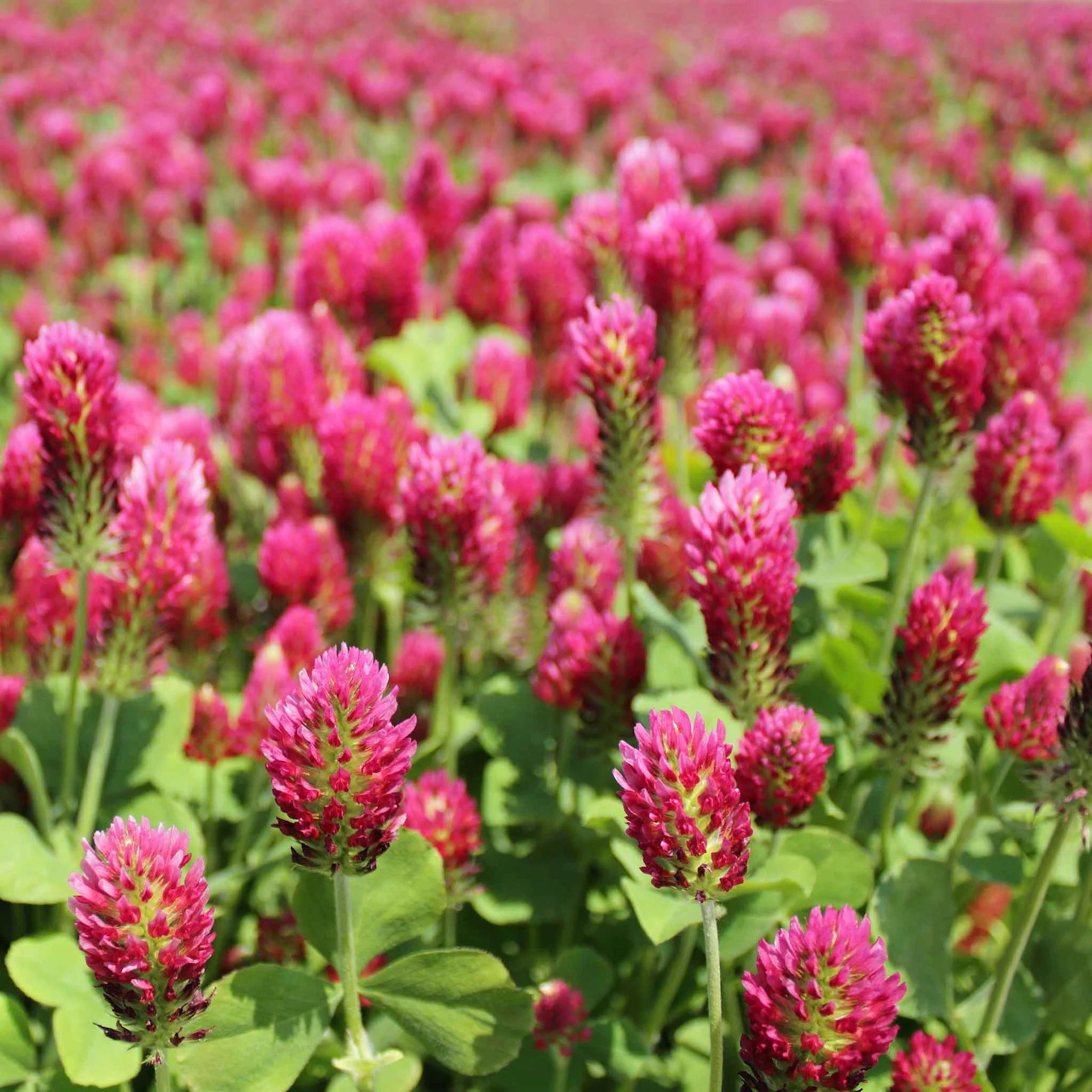 Close-up of crimson clover flowers with pink-red blooms and green leaves in a field