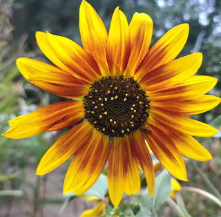 Yellow Orange Flower