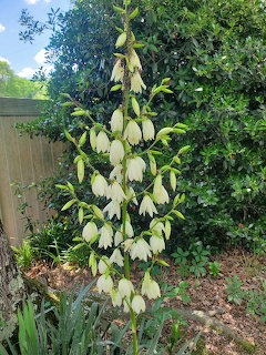 Tall yucca flower spike with numerous white bell-shaped blooms against green garden foliage