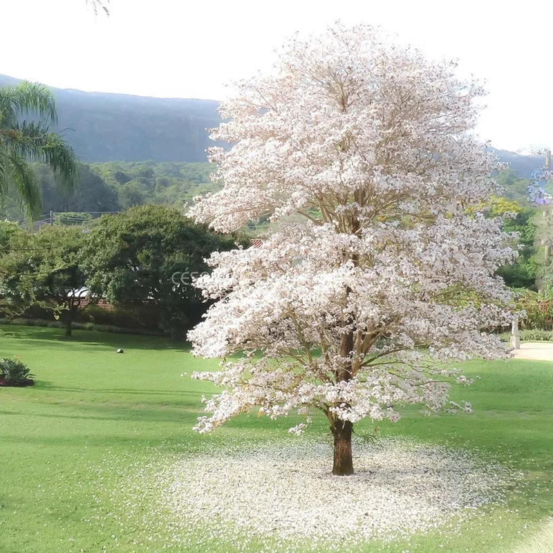 White flowering tree in a grassy field with hills behind