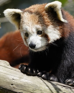 Red Panda on Branch