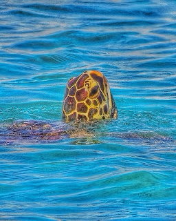 Sea turtle with yellow-patterned shell swimming in blue water