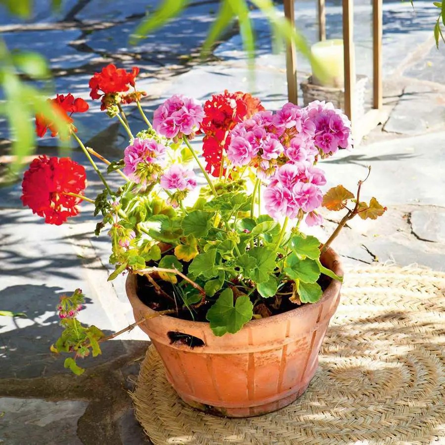 Terracotta pot with pink and red flowers on a woven mat in sunlight