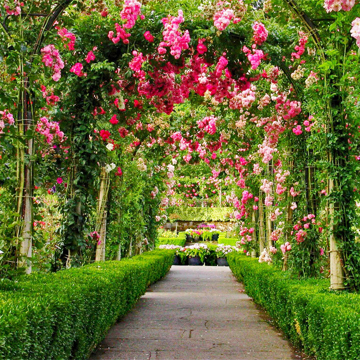 Garden path under rose-covered arches with pink blooms and trimmed hedges