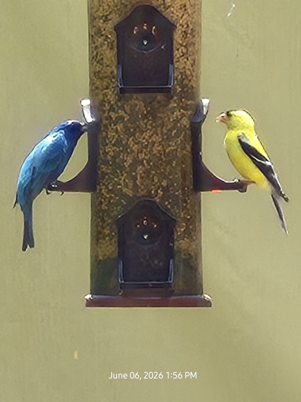 Blue and yellow birds perched on a decorative bird feeder