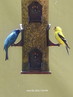 Blue and Yellow Birds