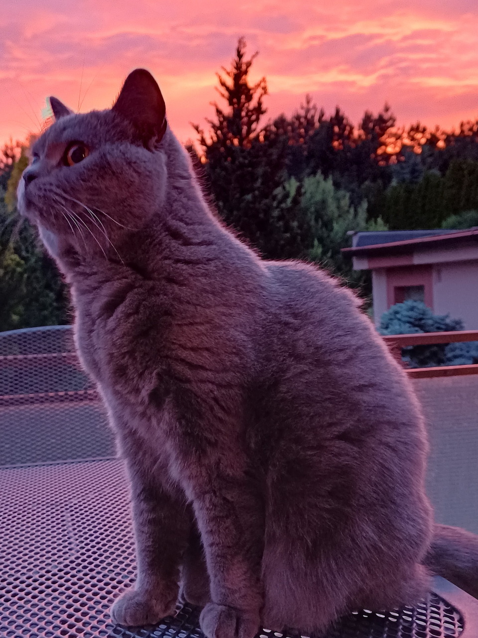 Evening with cat