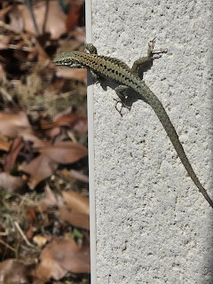 Green and brown lizard perched on the edge of a concrete wall with dry leaves in background