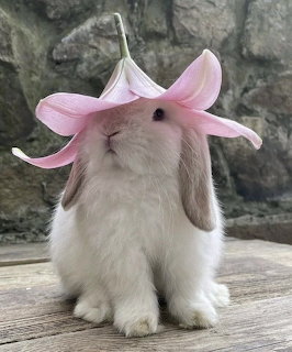 White lop-eared buny with a pink lily flower on its head sitting on a wooden surface