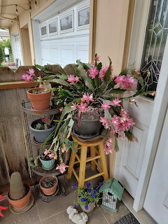 Pink flowering potted plants on a porch beside a white door