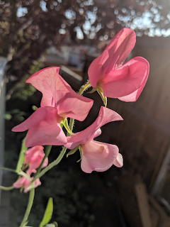Close-up of pink sweet pea flowers with delicate petals against a dark background