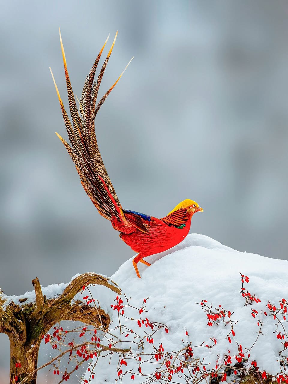 Male golden pheasant with bright red plumage and long tail feathers standing on snowy branch with red berries