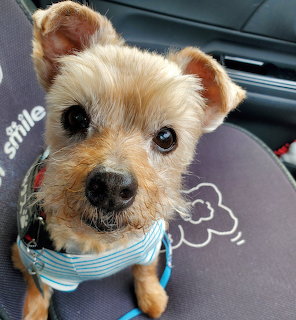 Small tan terrier dog with scruffy fur wearing blue striped shirt in car