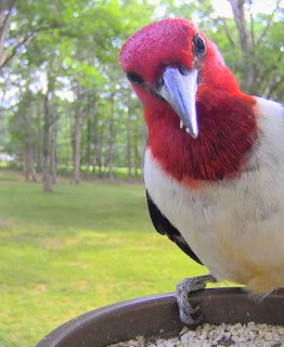 Red Headed Woodpecker