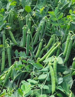 Green pea pods growing on plants with leaves in sunlight