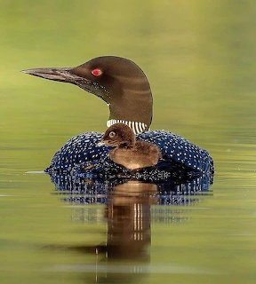 Common loon bird with baby chick riding on its back swimming green water