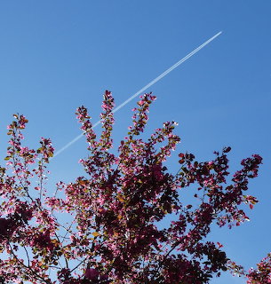 Airplane contrail streaking across blue sky above blooming pink cherry blossom tree