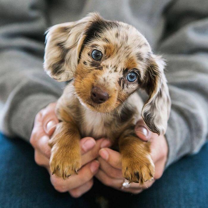 Merle Dachshund Puppy