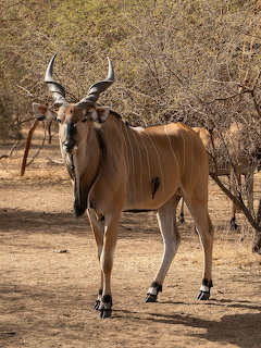 Greater kudu standing on dry ground among sparse brush