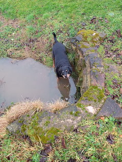 Black Dog Muddy Puddle