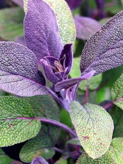 Purple Sage Plant