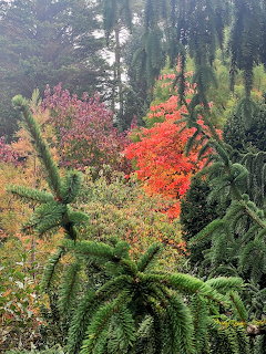 Colorful autumn garden with red and orange leaves, green ferns, and conifer trees in misty conditions