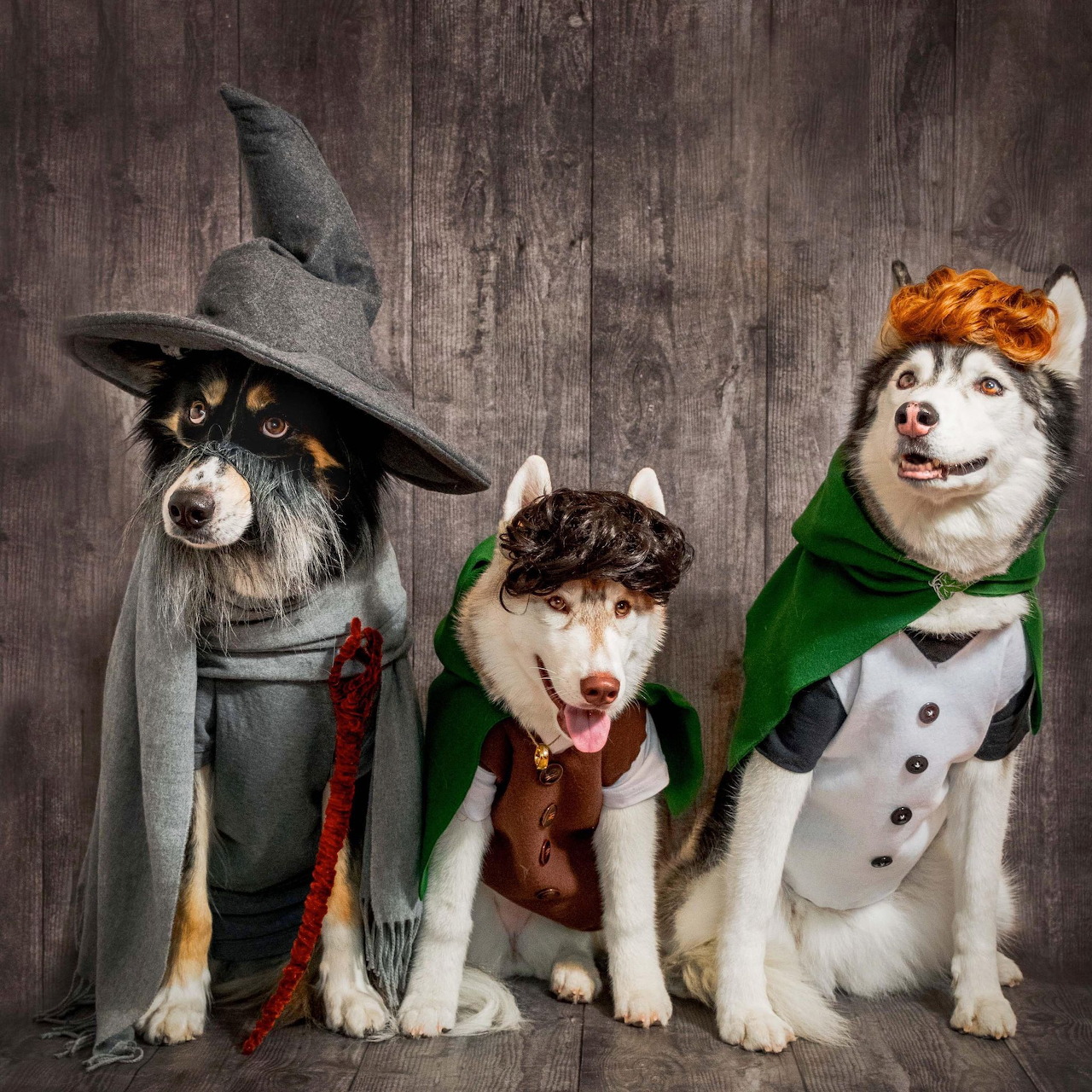 Three husky dogs wearing Halloween costumes: witch, vampire, and Frankenstein monster against weathered wood backdrop