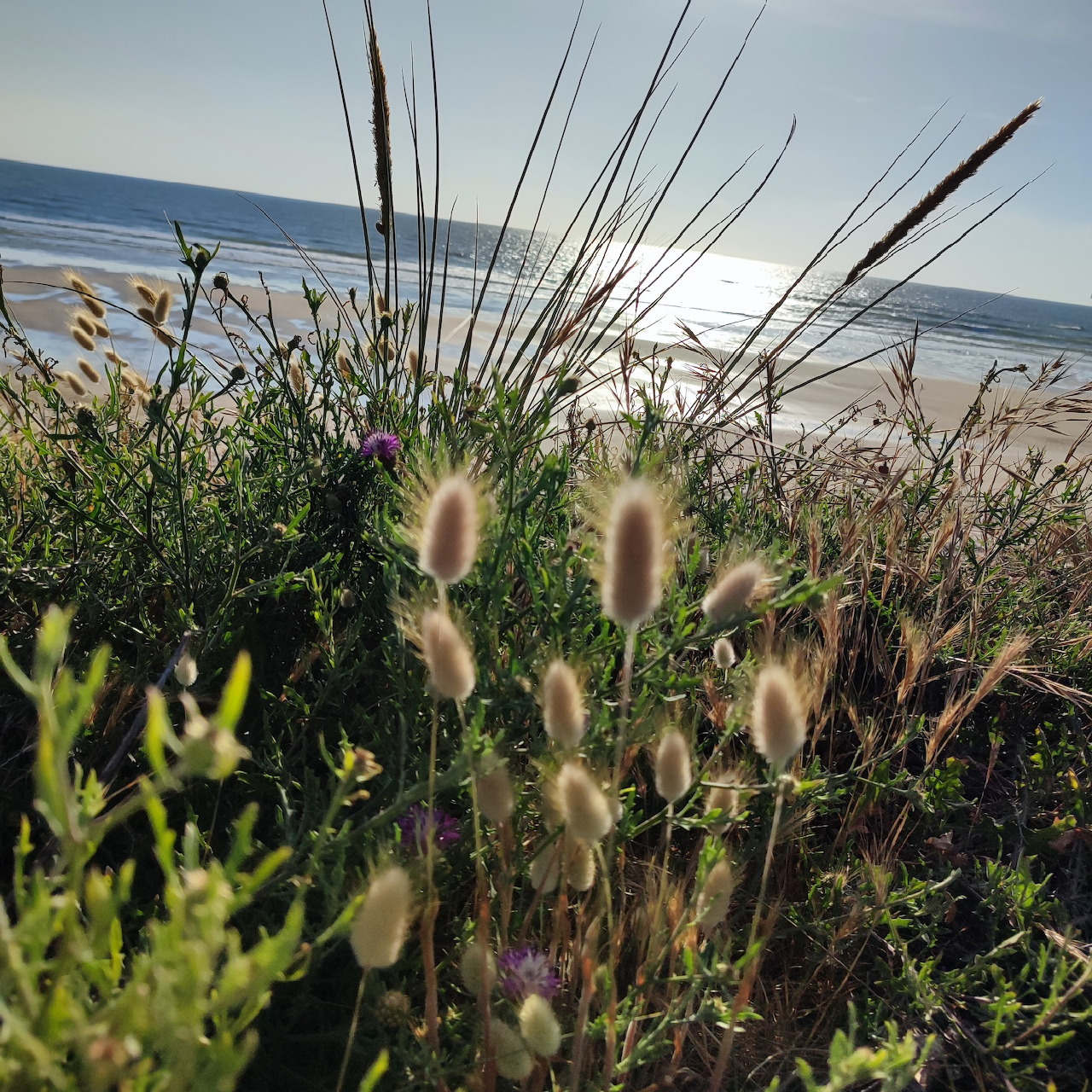Coastal Wildflowers and Beach