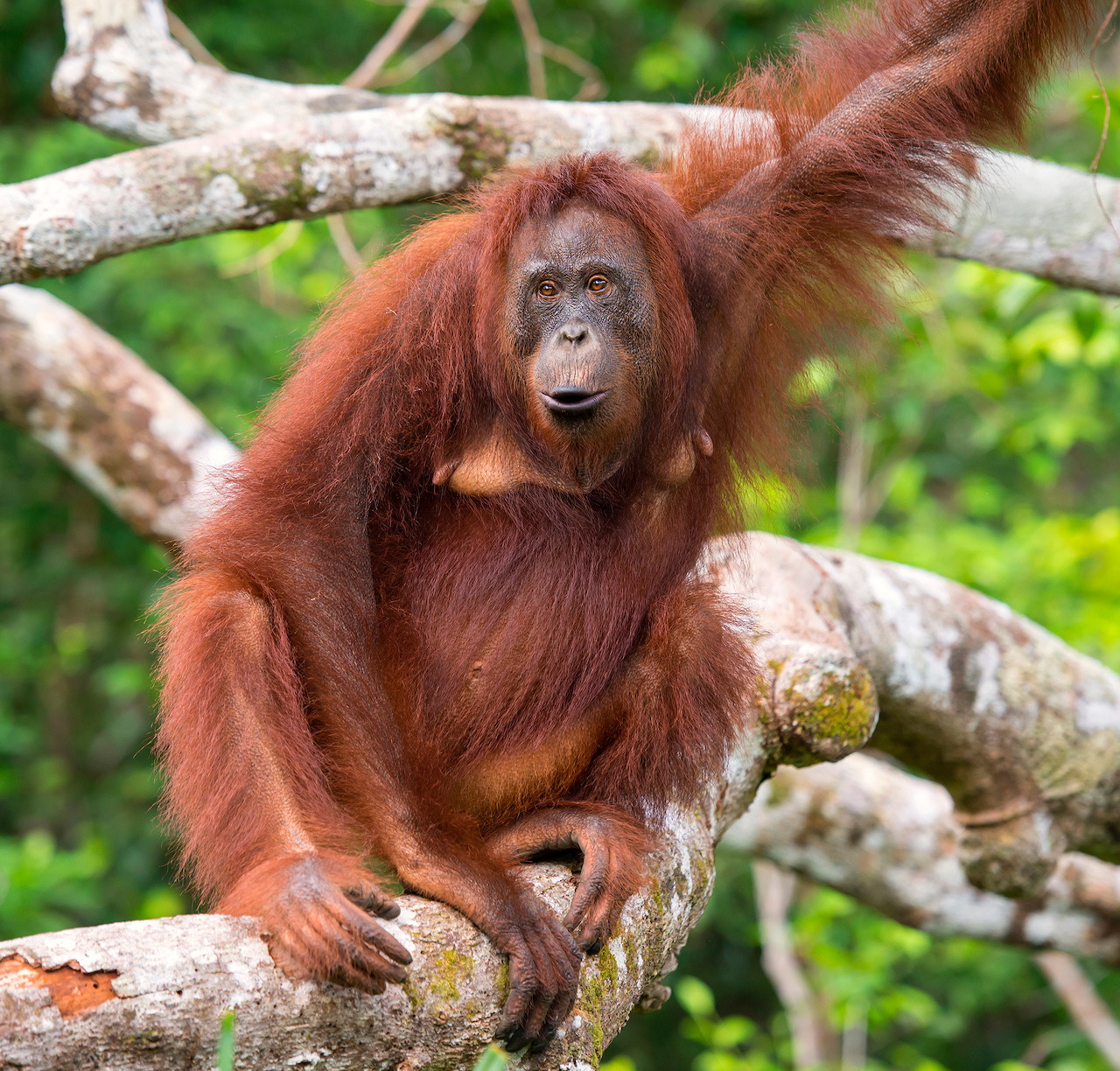 Orangutan with long reddish fur perched on a light-colored tree branch