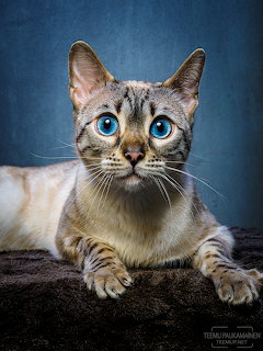 Bengal cat with bright blue eyes and spotted coat lying down, looking at camera against blue background
