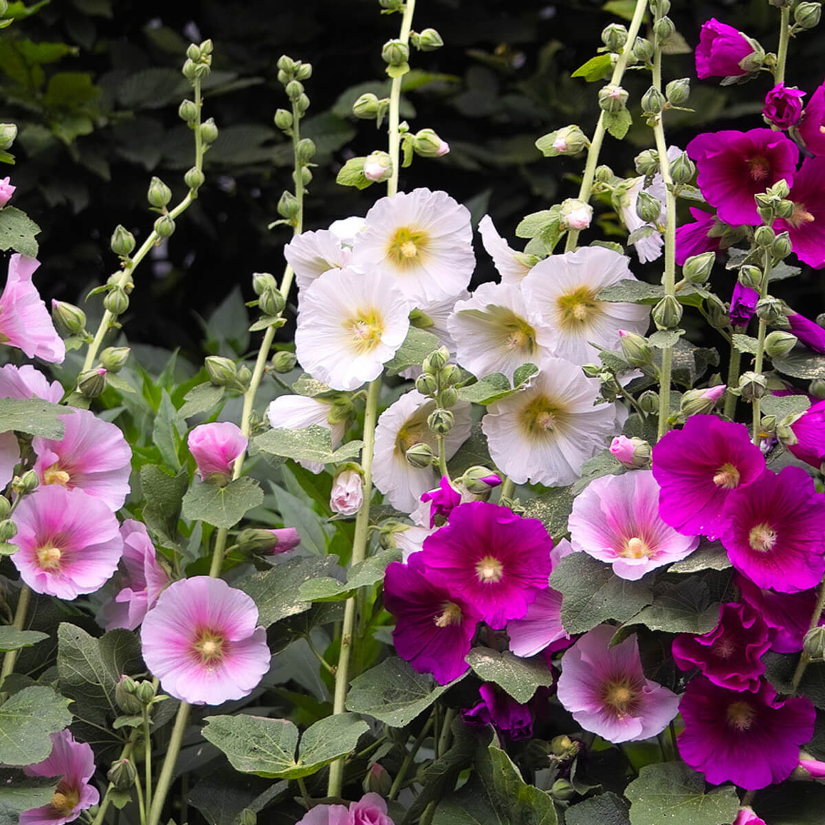 Pink, white, and magenta hollyhock mallow flowers with yellow centers blooming on tall stalks in a garden