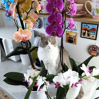 Cat Among Orchid Flowers