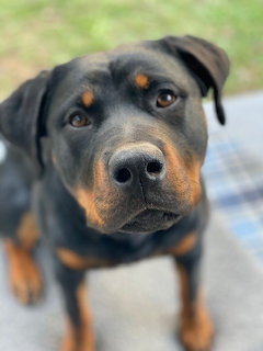 Close-up of a Rottweiler dog's face looking at camera