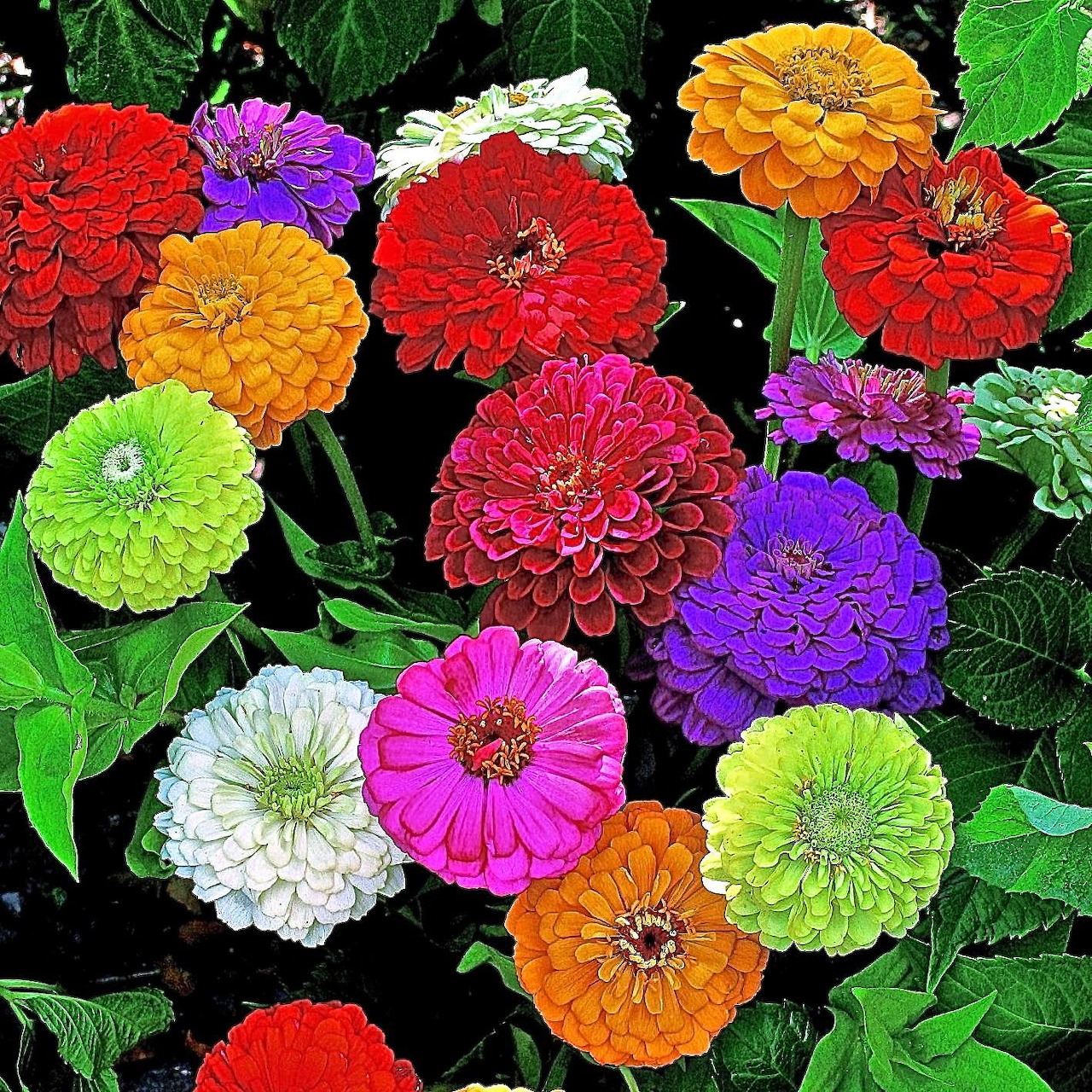 Colorful zinnia flowers in various bright colors including red, orange, pink, purple, white and lime green on dark background
