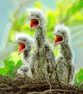 Three fluffy baby birds with open beaks in a twig nest