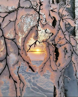 Snowy tree branches frame a golden sunset over a frozen Finnish winter landscape