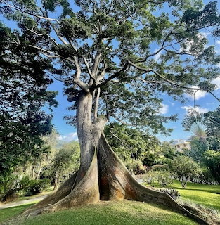 Fromager Tree Deshaies