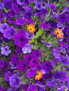 Petunias and Daisies